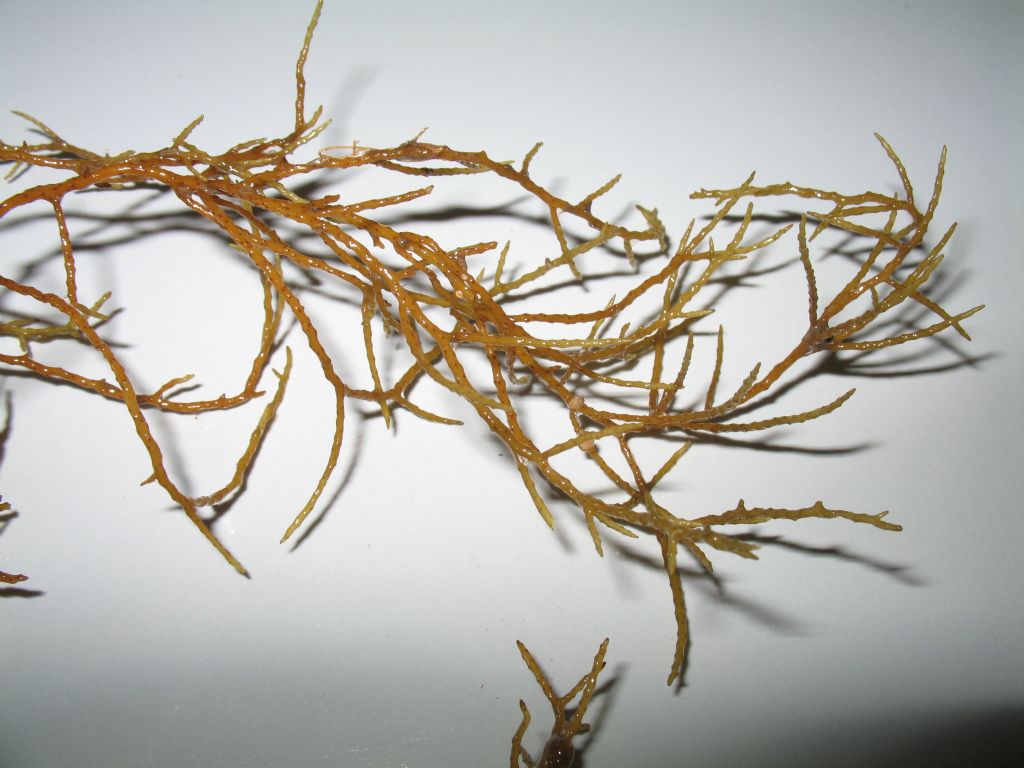 Cystoseira barbata f. aurantia